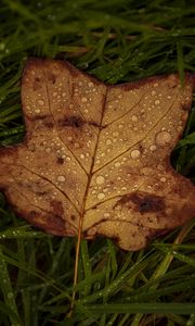 Preview wallpaper fallen leaf, grass, drops, macro