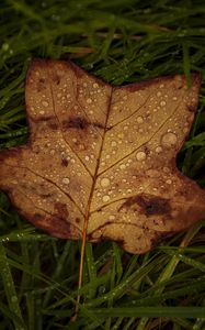 Preview wallpaper fallen leaf, grass, drops, macro