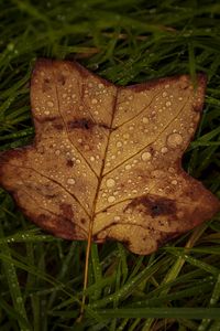 Preview wallpaper fallen leaf, grass, drops, macro