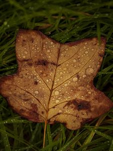 Preview wallpaper fallen leaf, grass, drops, macro