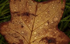 Preview wallpaper fallen leaf, grass, drops, macro