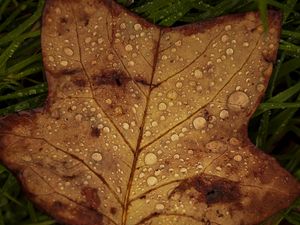 Preview wallpaper fallen leaf, grass, drops, macro