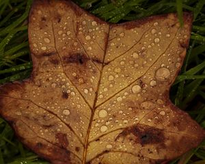 Preview wallpaper fallen leaf, grass, drops, macro