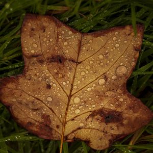 Preview wallpaper fallen leaf, grass, drops, macro