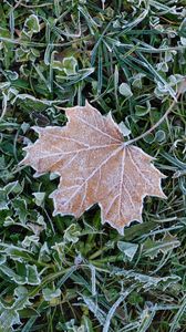 Preview wallpaper fallen leaf, grass, frost, macro