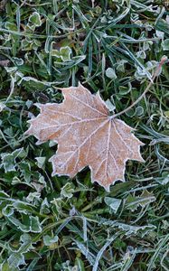 Preview wallpaper fallen leaf, grass, frost, macro