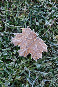 Preview wallpaper fallen leaf, grass, frost, macro