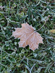 Preview wallpaper fallen leaf, grass, frost, macro