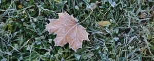 Preview wallpaper fallen leaf, grass, frost, macro