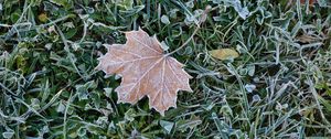 Preview wallpaper fallen leaf, grass, frost, macro