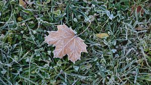 Preview wallpaper fallen leaf, grass, frost, macro