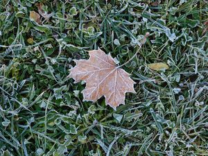 Preview wallpaper fallen leaf, grass, frost, macro