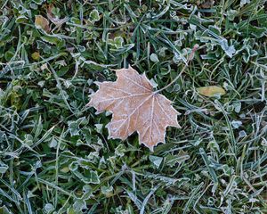 Preview wallpaper fallen leaf, grass, frost, macro