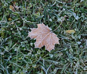 Preview wallpaper fallen leaf, grass, frost, macro