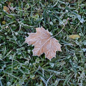 Preview wallpaper fallen leaf, grass, frost, macro