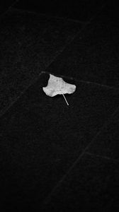 Preview wallpaper fallen leaf, leaf, macro, black and white