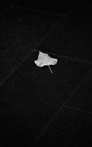 Preview wallpaper fallen leaf, leaf, macro, black and white