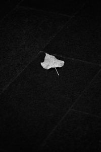 Preview wallpaper fallen leaf, leaf, macro, black and white