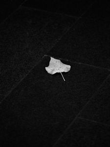 Preview wallpaper fallen leaf, leaf, macro, black and white