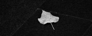 Preview wallpaper fallen leaf, leaf, macro, black and white