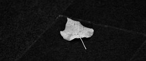 Preview wallpaper fallen leaf, leaf, macro, black and white