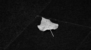 Preview wallpaper fallen leaf, leaf, macro, black and white