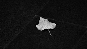 Preview wallpaper fallen leaf, leaf, macro, black and white