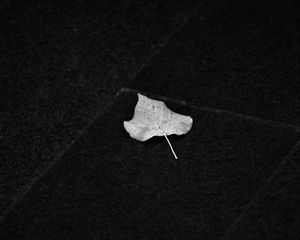 Preview wallpaper fallen leaf, leaf, macro, black and white