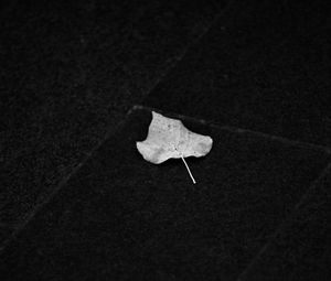 Preview wallpaper fallen leaf, leaf, macro, black and white