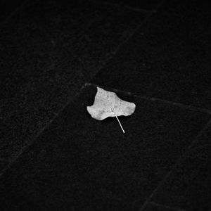 Preview wallpaper fallen leaf, leaf, macro, black and white