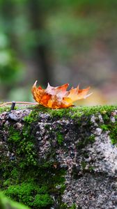 Preview wallpaper fallen leaf, leaf, stone, macro