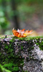 Preview wallpaper fallen leaf, leaf, stone, macro