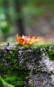 Preview wallpaper fallen leaf, leaf, stone, macro