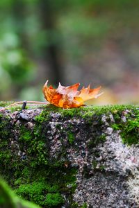 Preview wallpaper fallen leaf, leaf, stone, macro