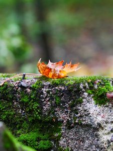 Preview wallpaper fallen leaf, leaf, stone, macro