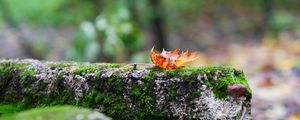 Preview wallpaper fallen leaf, leaf, stone, macro