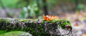 Preview wallpaper fallen leaf, leaf, stone, macro