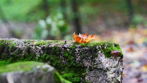 Preview wallpaper fallen leaf, leaf, stone, macro