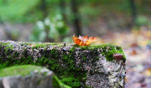 Preview wallpaper fallen leaf, leaf, stone, macro