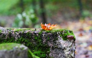 Preview wallpaper fallen leaf, leaf, stone, macro