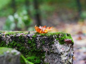 Preview wallpaper fallen leaf, leaf, stone, macro