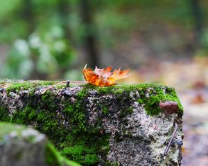 Preview wallpaper fallen leaf, leaf, stone, macro