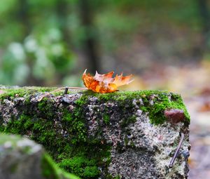 Preview wallpaper fallen leaf, leaf, stone, macro