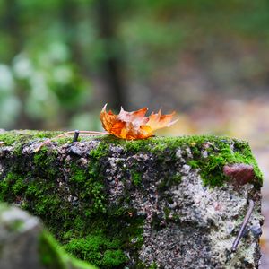 Preview wallpaper fallen leaf, leaf, stone, macro