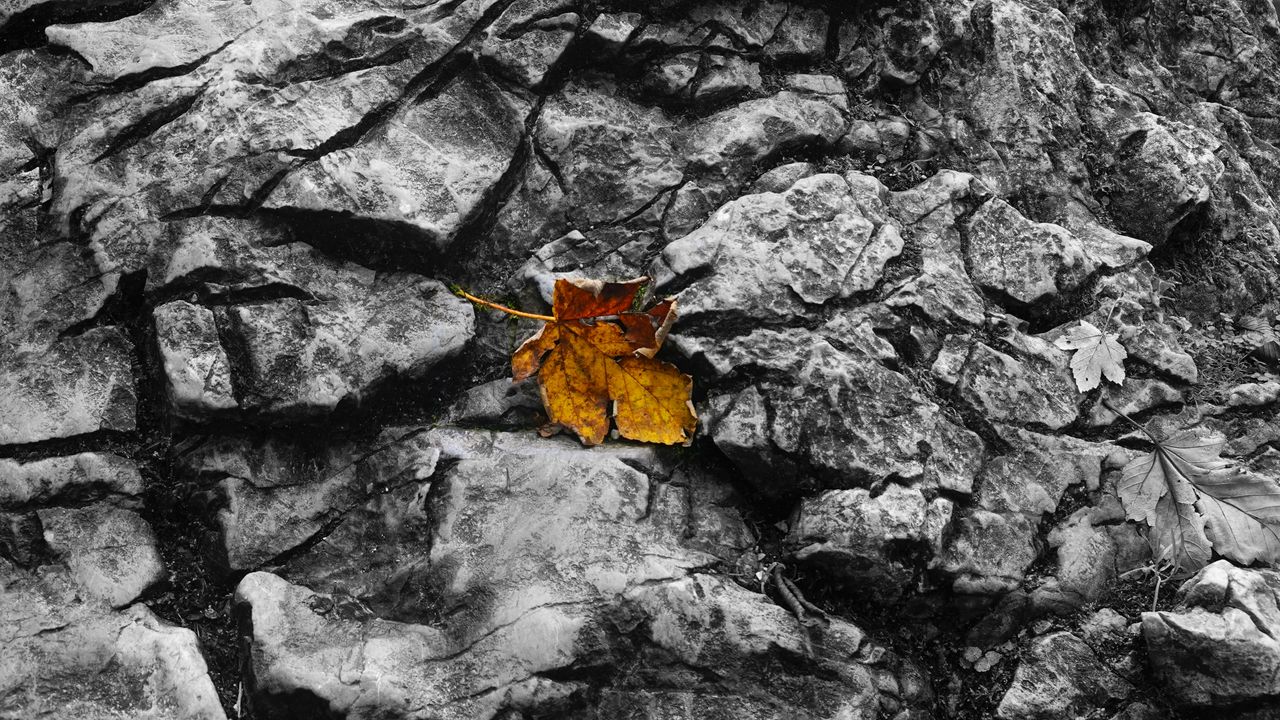 Wallpaper fallen leaf, leaf, stone, macro, autumn