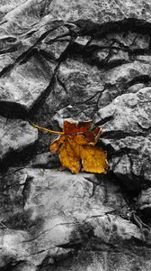 Preview wallpaper fallen leaf, leaf, stone, macro, autumn