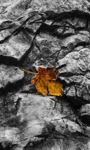 Preview wallpaper fallen leaf, leaf, stone, macro, autumn