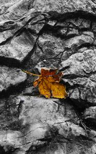 Preview wallpaper fallen leaf, leaf, stone, macro, autumn