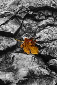 Preview wallpaper fallen leaf, leaf, stone, macro, autumn