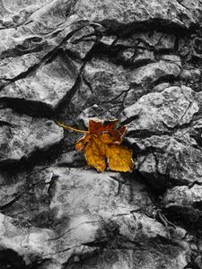 Preview wallpaper fallen leaf, leaf, stone, macro, autumn